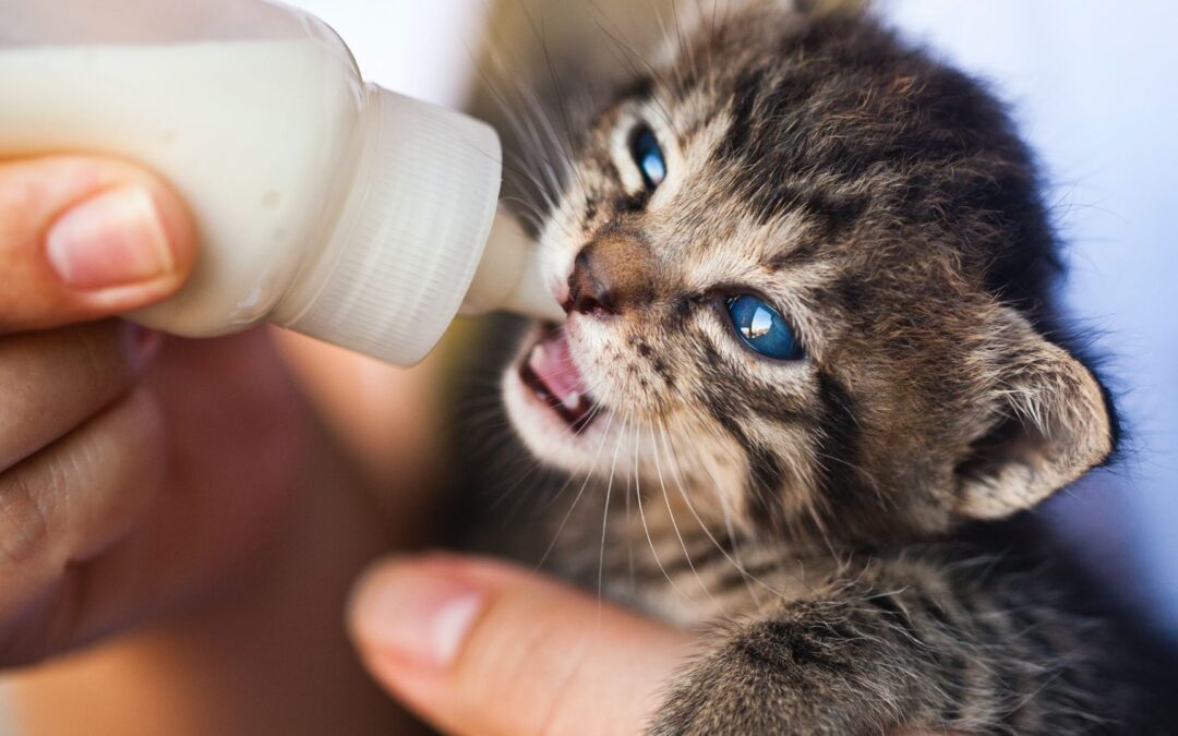 kitten drinking milk from a bottle