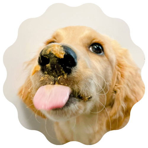 a dog with food on its nose
