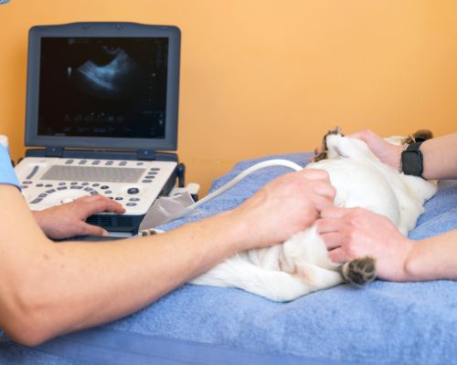 a vet using a ultrasound machine