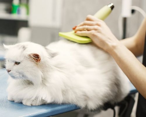 a vet brushing a cat