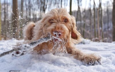 The Truth About Fleas and Ticks in Winter