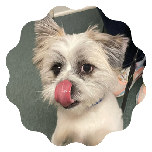 a dog licking its nose