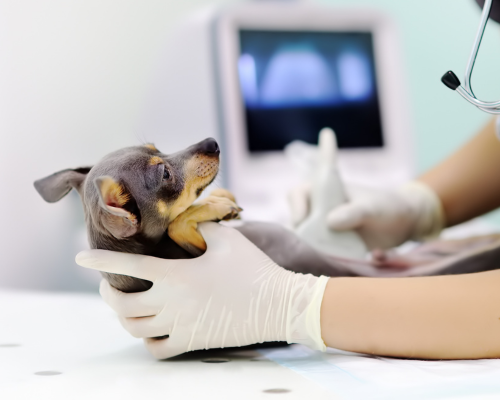 small dog getting an ultrasound