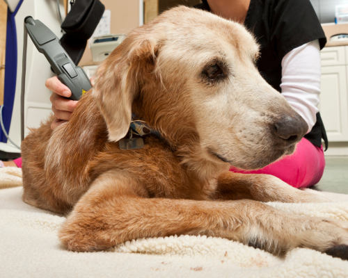 senior dog getting laser therapy